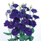 Lisianthus Seeds Rosita Sapphire 250 Bulk Seeds