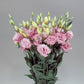 25 Pelleted Lisianthus Seeds Super Magic Rose