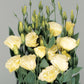 25 Pelleted Lisianthus Seeds Super Magic Yellow