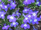 50 Lobelia Seeds Palace Blue Eye Multi Pelleted Seeds