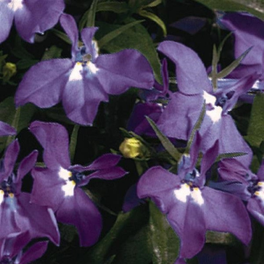 Trailing Lobelia Seeds Royal Palace 25 thru 500 Multi Pelleted Seeds