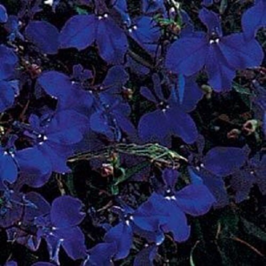 Lobelia Seeds Riviera Midnight Blue Seeds 25 thru 1,000 Multi Pelleted Seeds