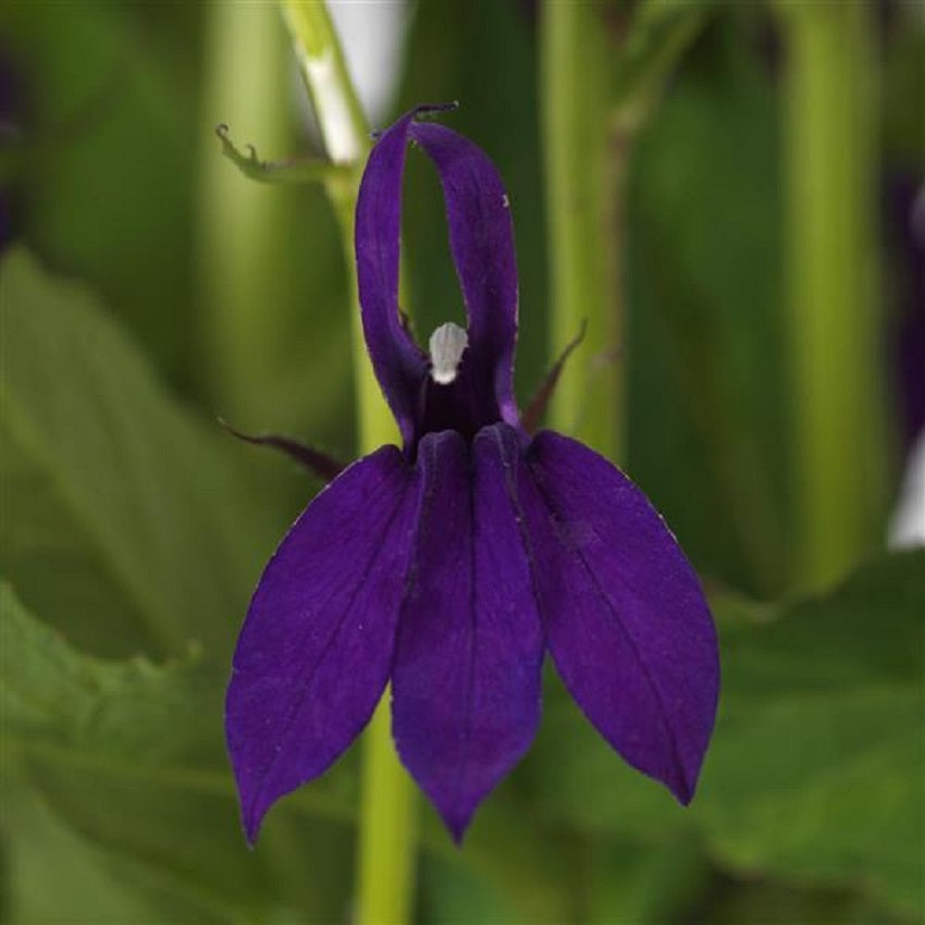 Lobelia Seeds 50 Pelleted Seeds Lobelia Starship Blue Perennial Seeds