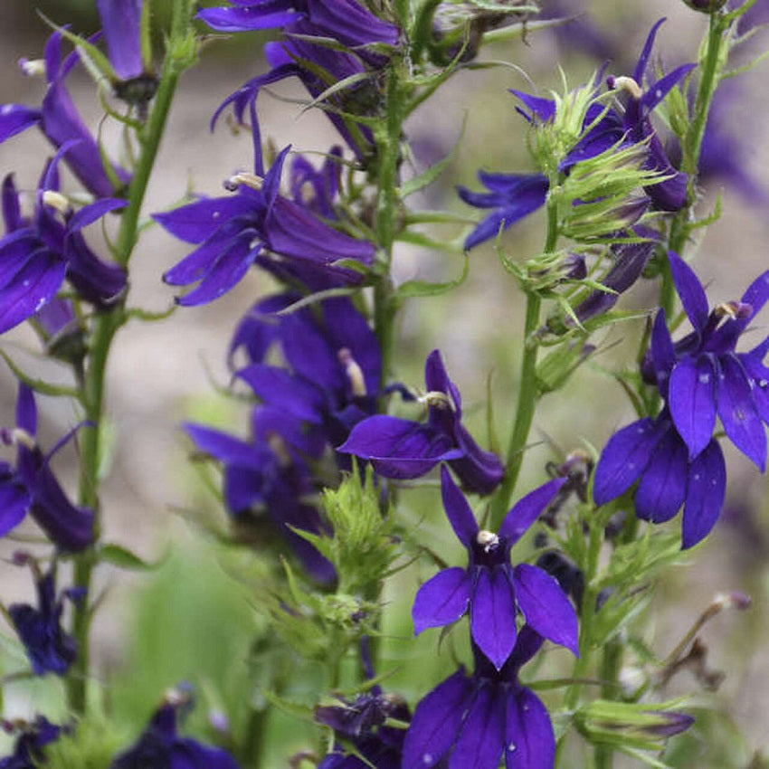 Lobelia Seeds 50 Pelleted Seeds Lobelia Starship Blue Perennial Seeds