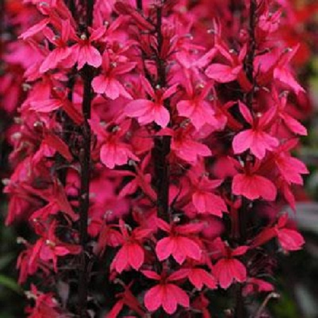 Lobelia Seeds 50 Pelleted Seeds Lobelia Starship Deep Rose