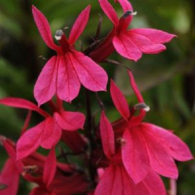 Lobelia Seeds 50 Pelleted Seeds Lobelia Starship Deep Rose