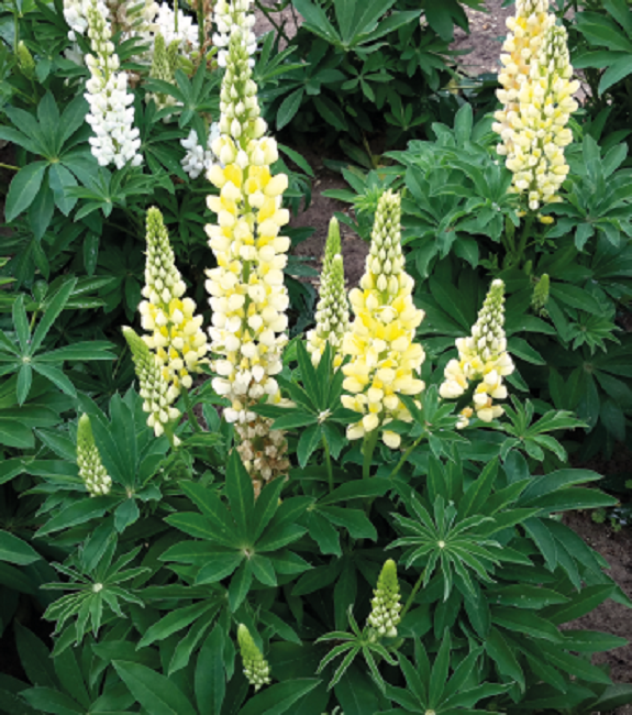 Lupine Seeds Lupini Yellow 25 Seeds Perennial Seeds