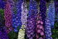 50 Delphinium Seeds Magic Fountain Bright Bee Mix Perennial Seeds