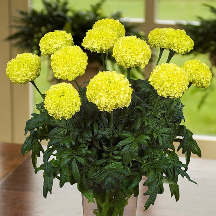 25 thru 100 Marigold Seeds African Marigold Nosento Limegreen