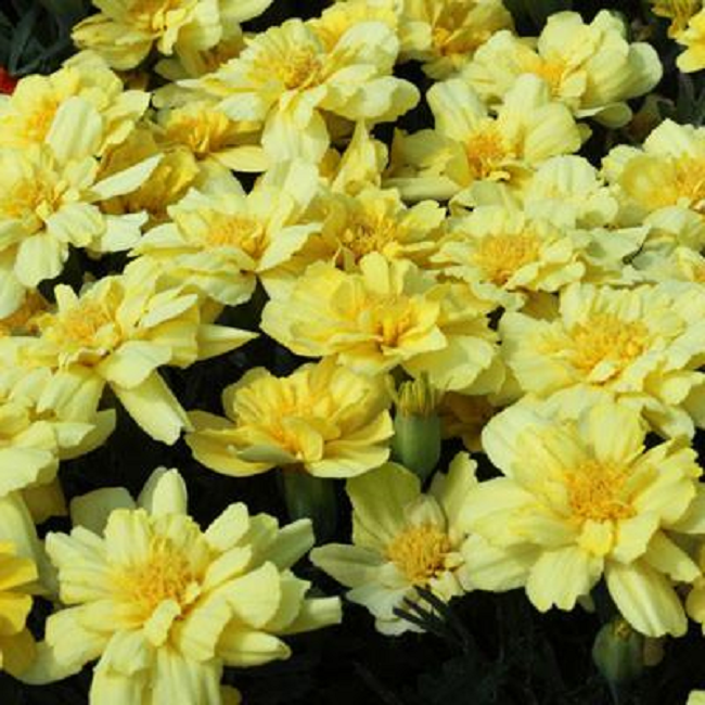 Marigold Seeds Alumia Vanilla Cream Marigold 15 thru 100 Seeds