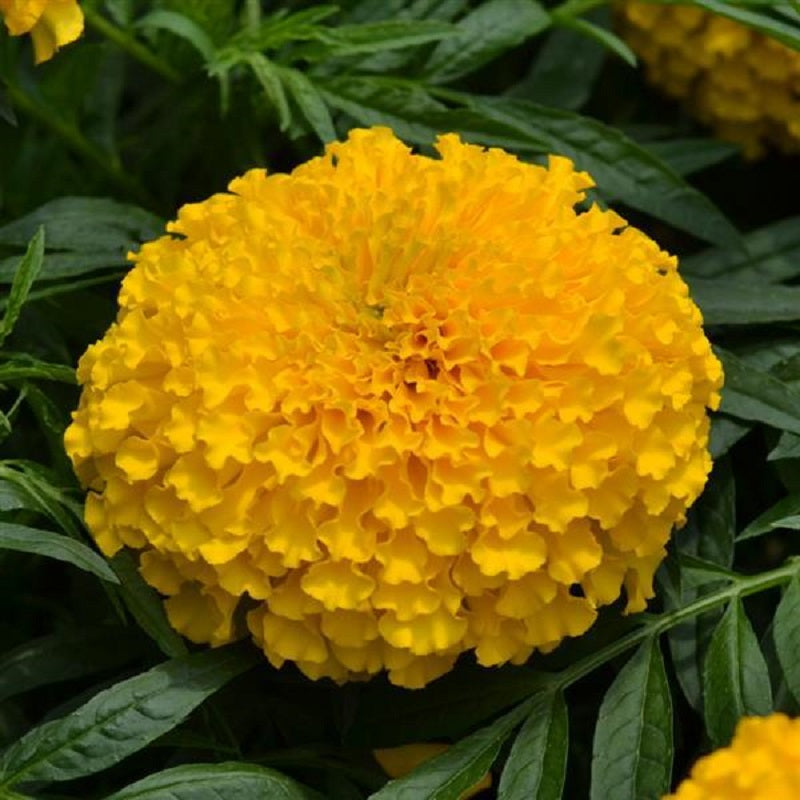 25 Marigold Seeds | Big Duck Gold | African Marigold