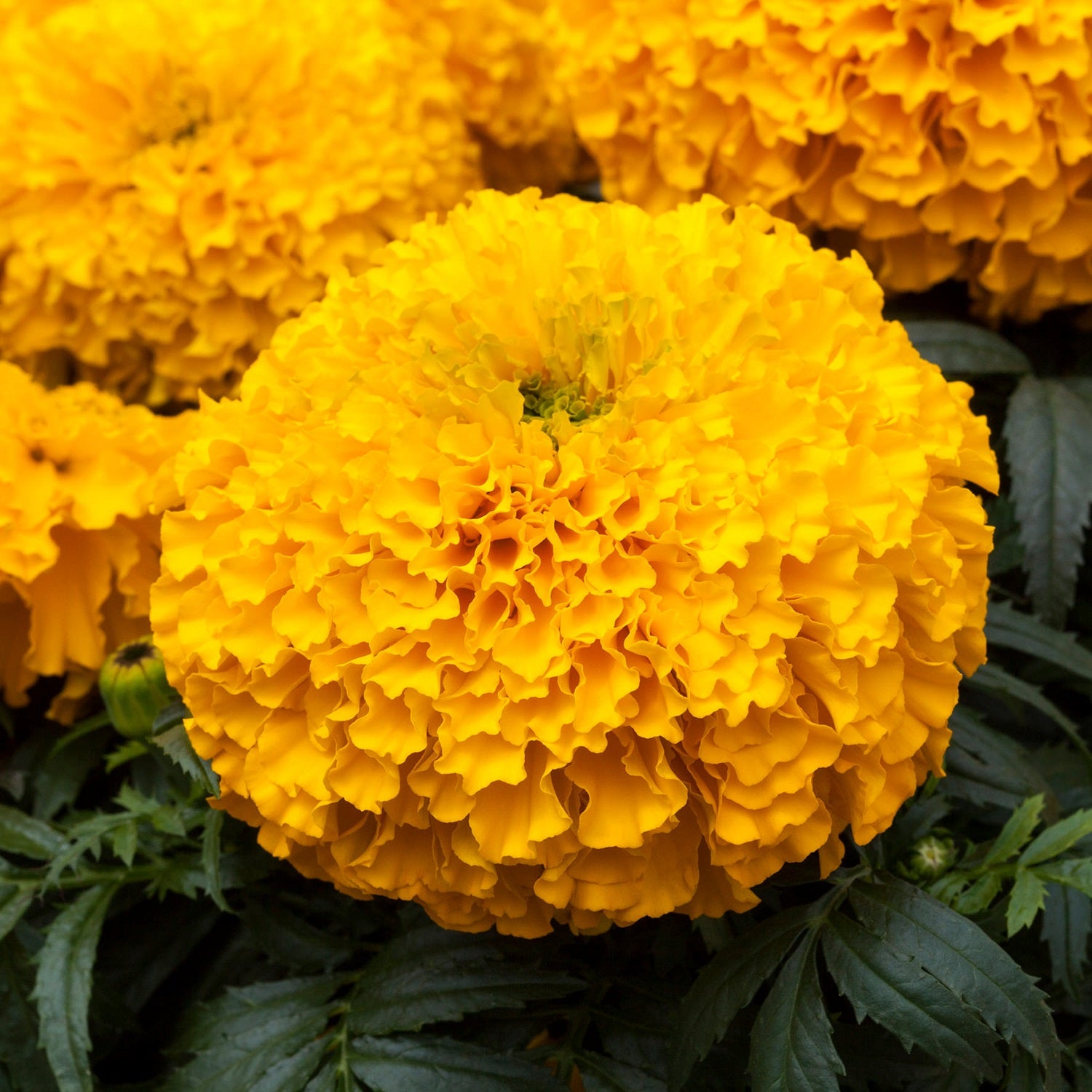 Marigold Seeds | African Marigold | 25 Marigold Big Top Gold ...