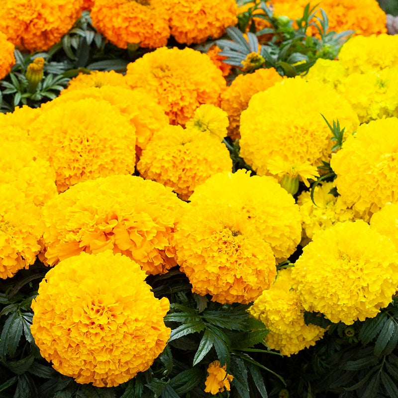 Marigold Seeds | African Marigold | 25 Marigold Big Top Mix