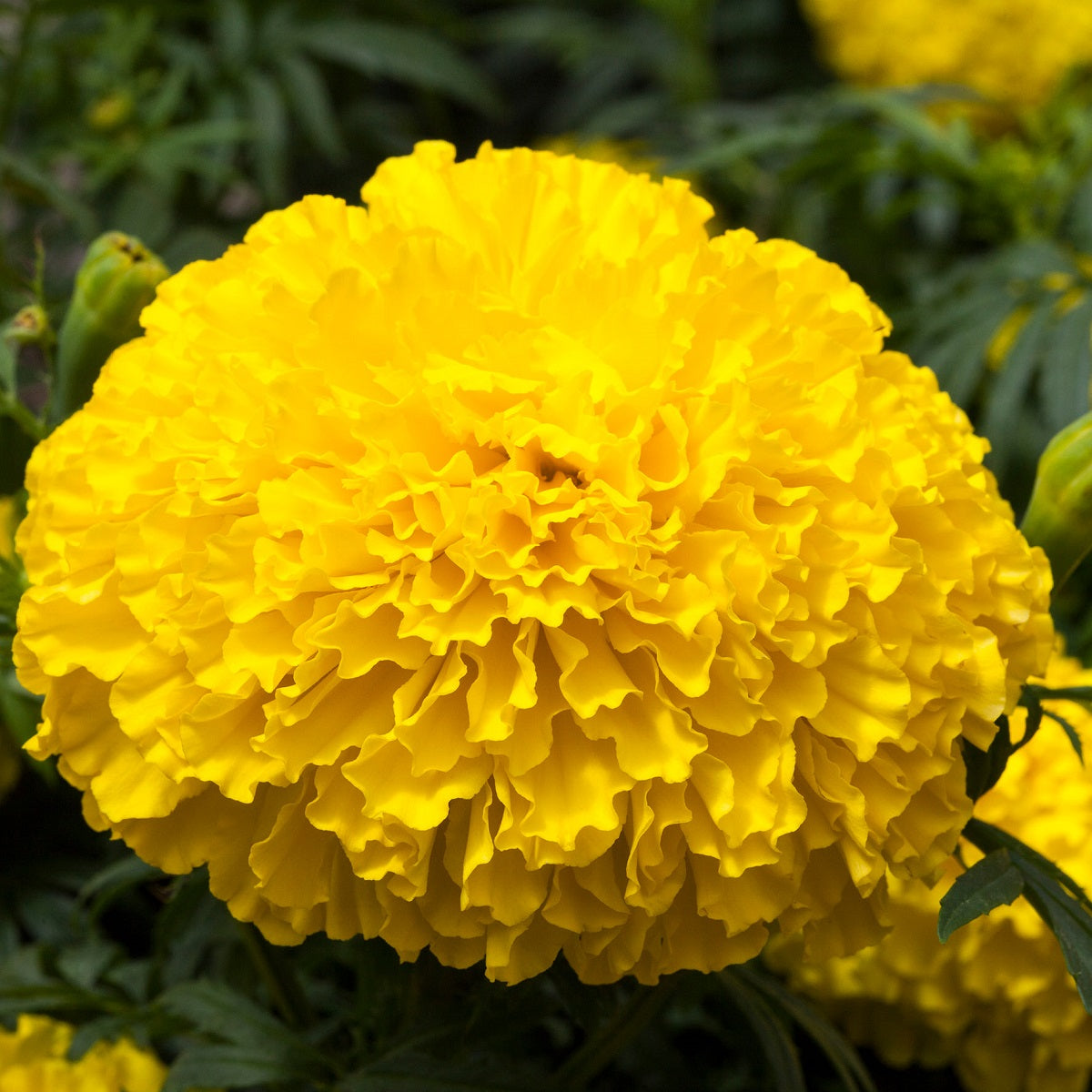 Marigold Seeds | African Marigold | 25 Marigold Big Top Yellow