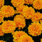 Marigold Seeds 50 Marigold Chica Gold Compact Marigold NEW