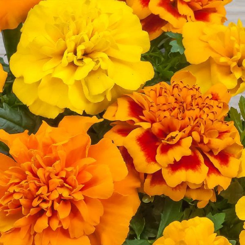 Marigold Seeds | Marigold Chica Mix | 50 Flower Seeds