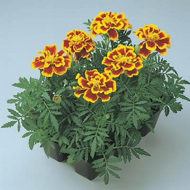 1,000 Bulk Marigold Seeds Marigold Durango Bee