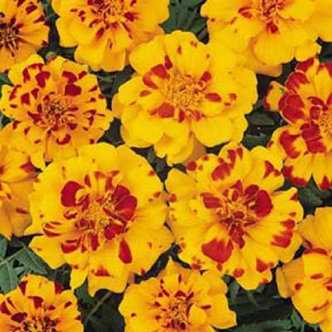 1,000 Bulk Marigold Seeds Marigold Durango Bolero