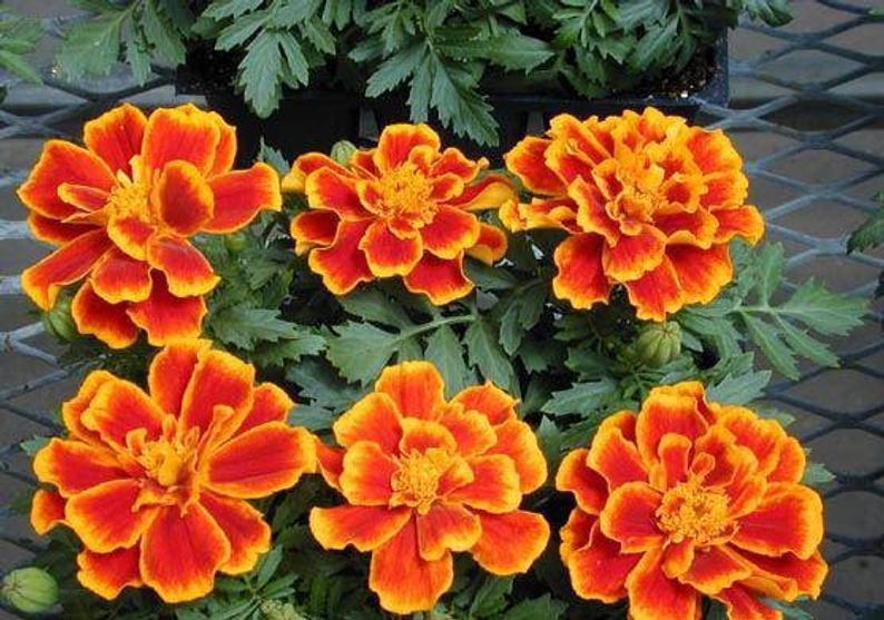 1,000 Bulk Marigold Seeds Marigold Durango Flame