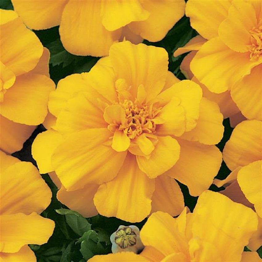 1,000 Bulk Marigold Seeds Marigold Durango Gold