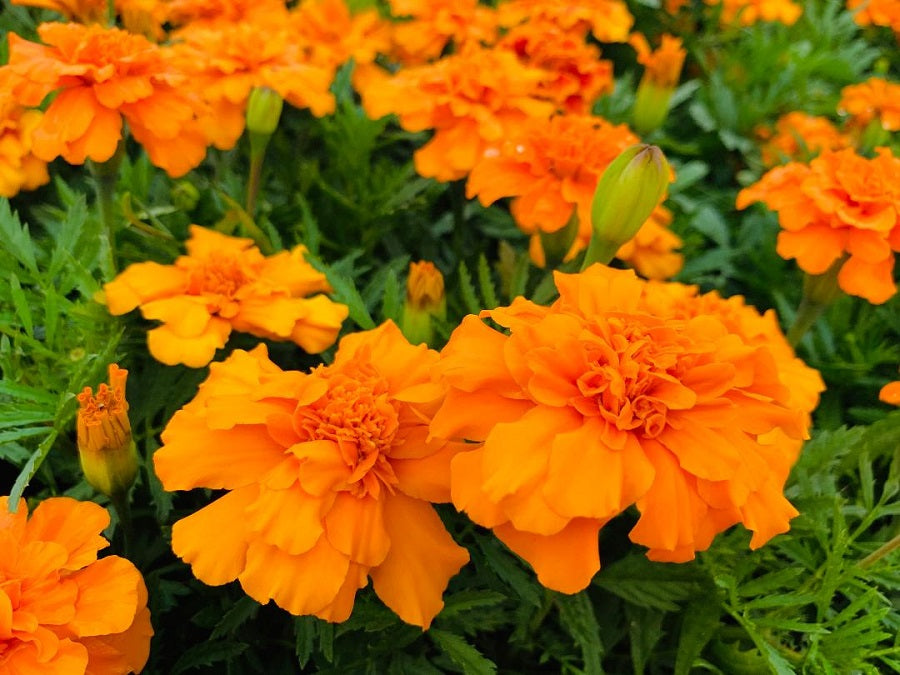 Marigold Seeds Marigold Durango Orange 100 Bulk Seeds