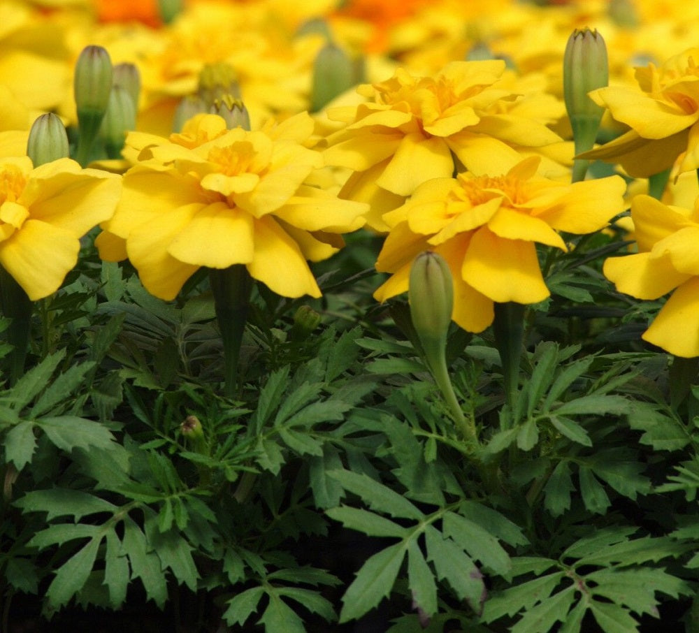 Bulk Marigold Seeds | Marigold Durango Yellow | 100 Seeds ...