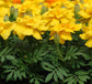 Marigold Seeds Marigold Durango Yellow 100 Bulk Seeds