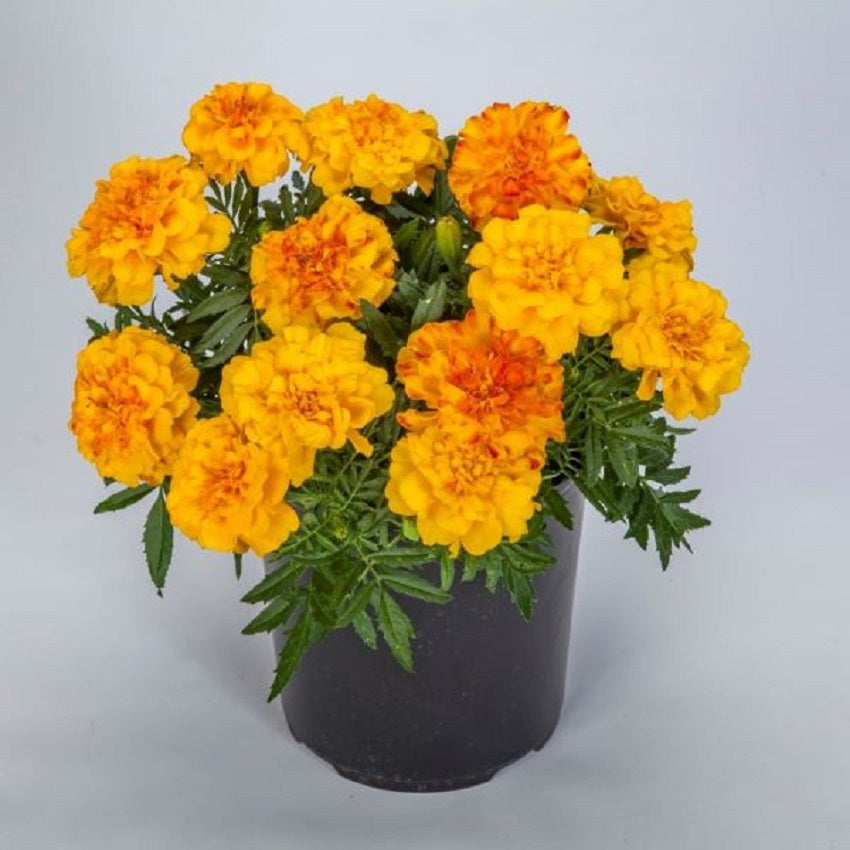 Marigold Seeds 25 Marigold Endurance Sunset Gold