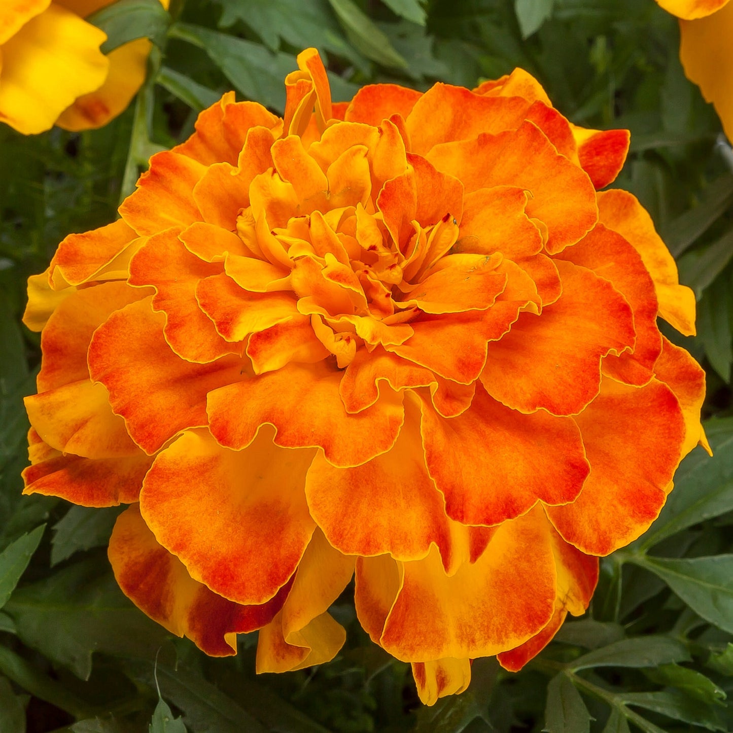 Marigold Seeds 25 Marigold Endurance Sunset Gold