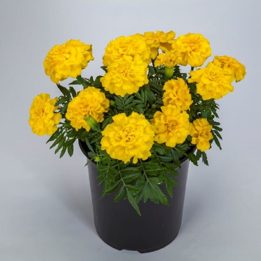 Marigold Seeds 25 Marigold Endurance Sunset Yellow