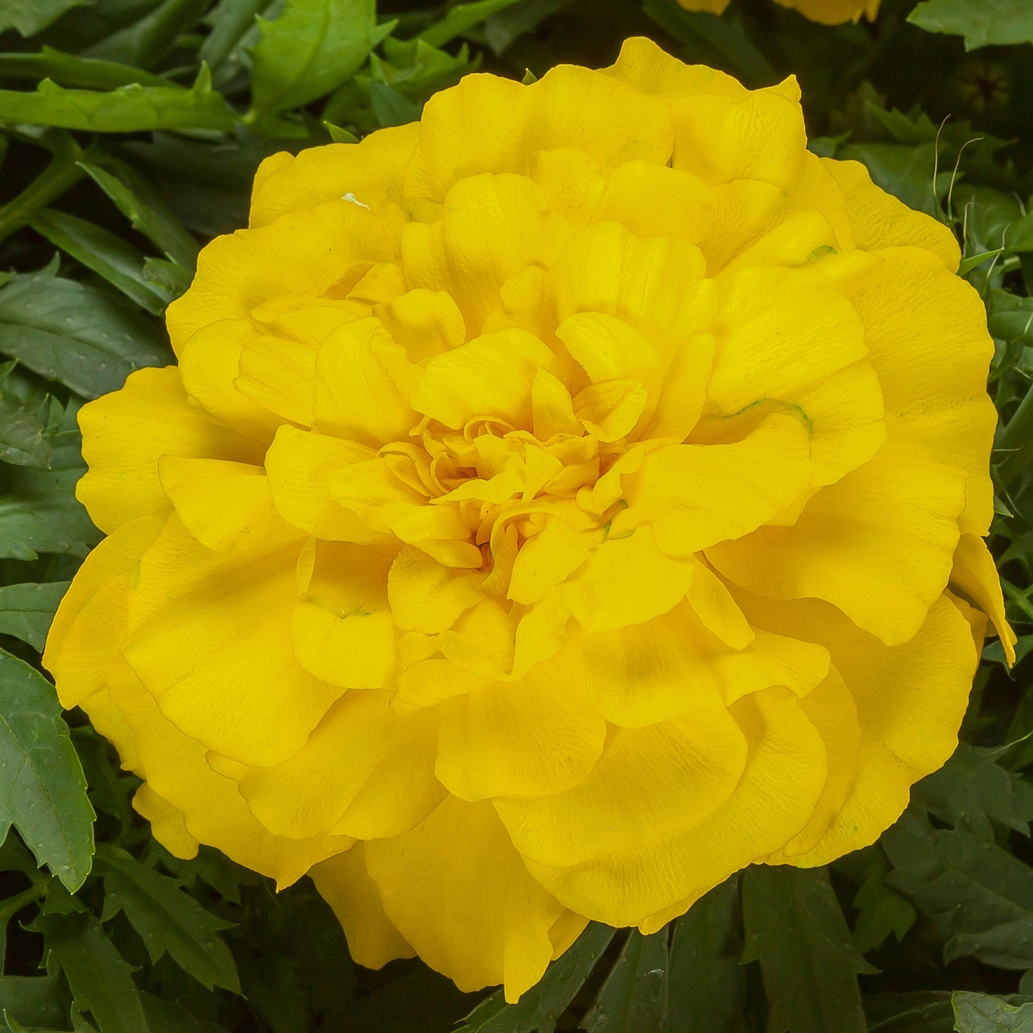 Marigold Seeds 25 Marigold Endurance Sunset Yellow