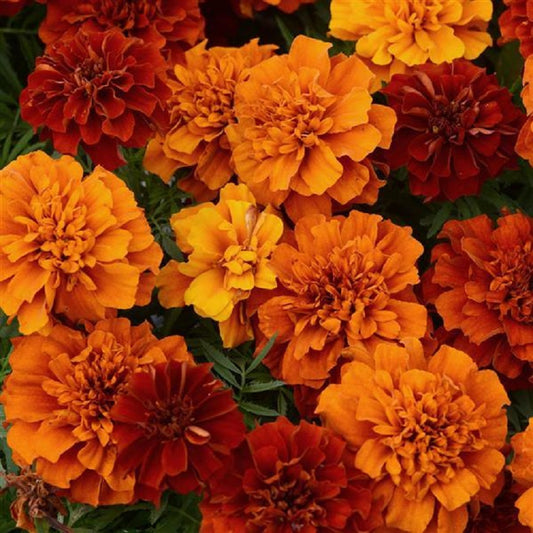 Fireball Marigold Seeds 15 thru 250 Marigold Seeds