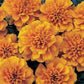 50 Marigold Seeds French Bonanza Orange Flower Seeds