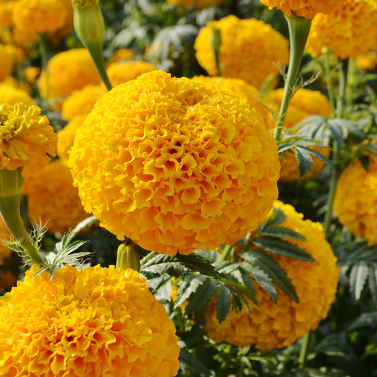 Marigold Seeds Garuda Deep Gold 25 Flower Seeds F1 Hybrid