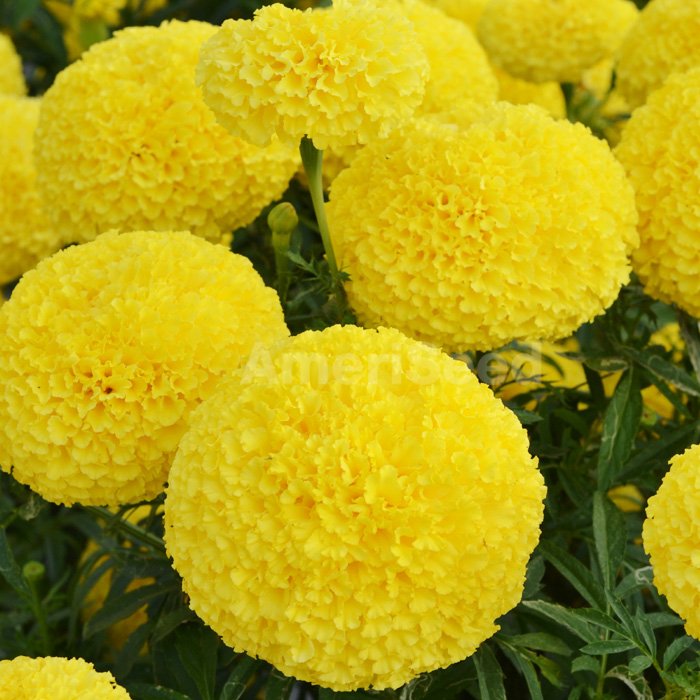 Marigold Seeds Garuda Yellow 25 Flower Seeds F1 Hybrid