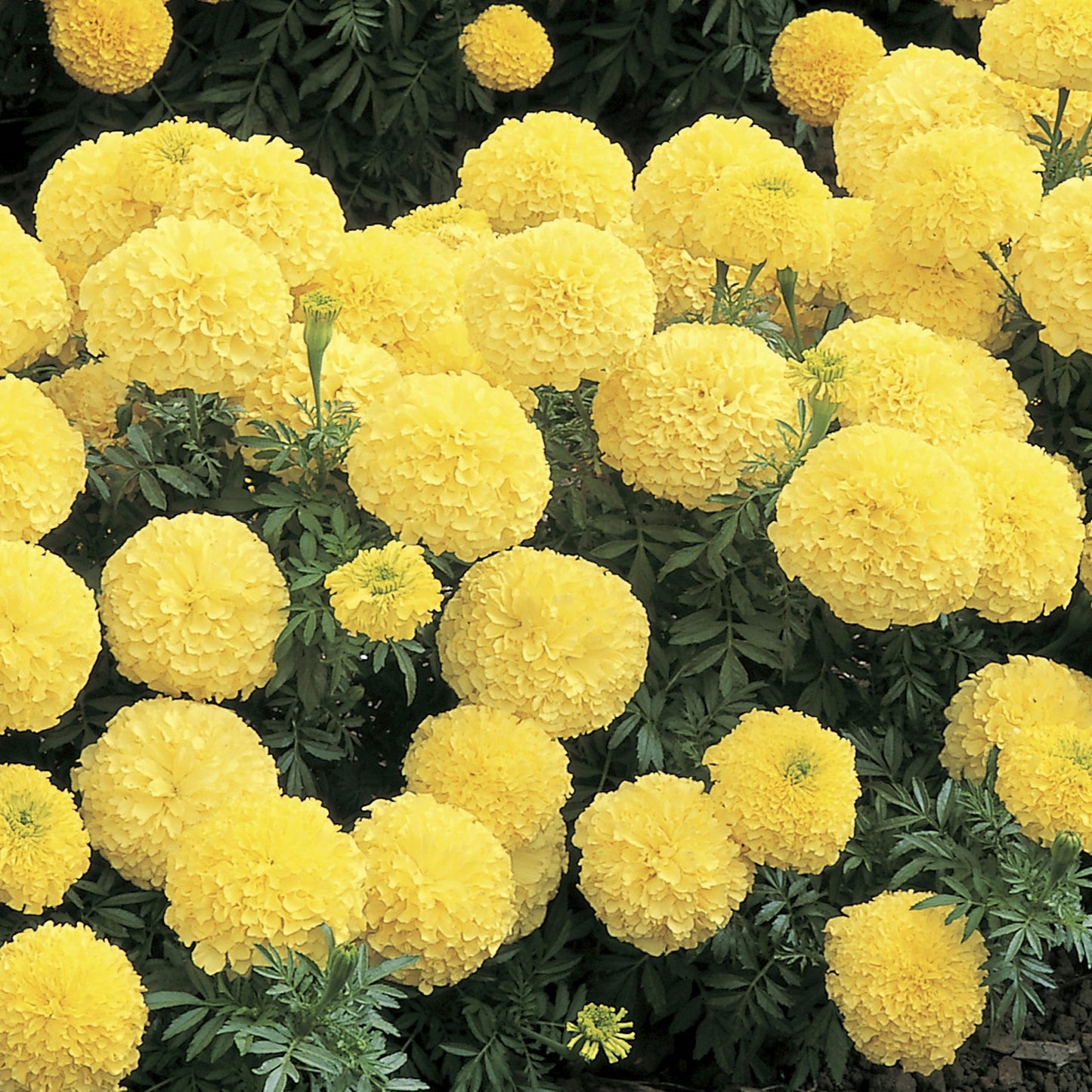 Marigold Seeds African Marigold Inca Primrose 25 Seeds