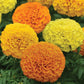 25 Marigold Seeds Marigold Marvel Mix African Marigold Seeds