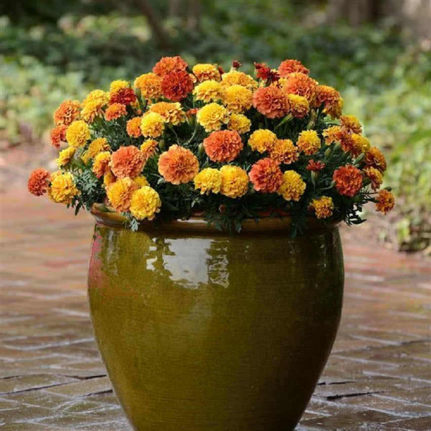 Marigold Seeds Marigold Strawberry Blonde 25 thru 1,000 flower seeds