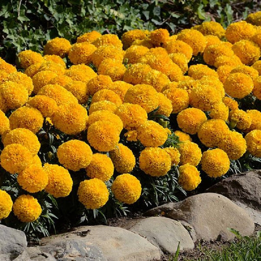 25 Marigold Seeds Marigold Taishan® Gold African Marigold