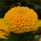 25 Marigold Seeds Marigold Taishan® Gold African Marigold