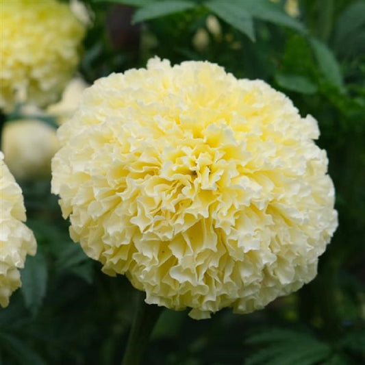 Marigold Seeds 25 African Marigold White Swan Flower Seeds