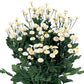 Matricaria Seeds 50 Pelleted Seeds Matricaria Victory Double White Tanacetum