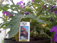 Micro Tom Tomato Seeds 25 Dwarf Tomato Seeds Cherry Tomato