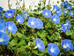 Morning Glory Seeds Clarks Heavenly Blue 50 Ipomoea Seeds