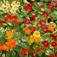 Nasturtium Seeds Alaska Mix 50 Seeds Edible Nasturtium