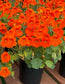 Nasturtium Seeds 25 Nasturtium Baby Orange Seeds