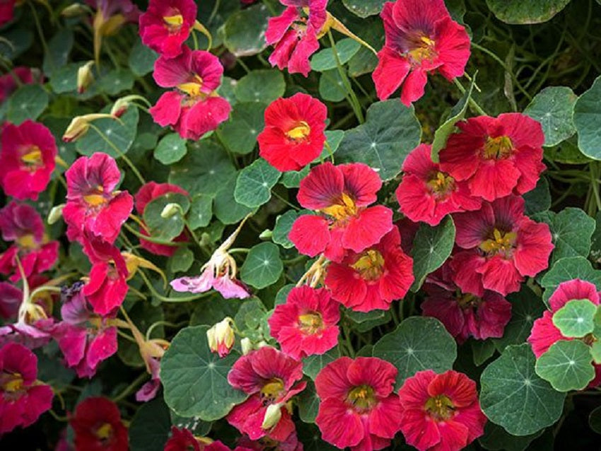 Nasturtium Seeds 25 Nasturtium Tip Top Rose Seeds