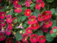 Nasturtium Seeds 25 Nasturtium Tip Top Rose Seeds