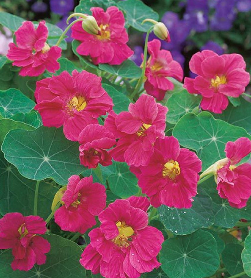 Nasturtium Seeds 25 Nasturtium Whirlybird Cherry Rose Seeds