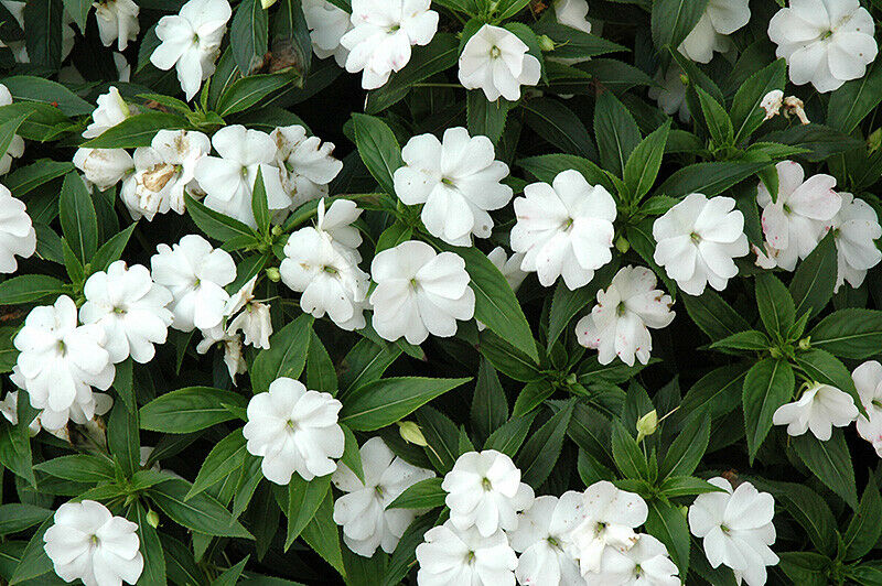 Impatiens Seeds 25 New Guinea Divine White Flower Seeds